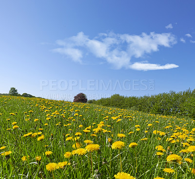 Buy stock photo Nature photos from Denmark