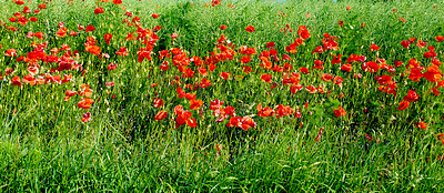 Buy stock photo Nature photos from Denmark