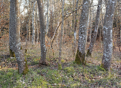 Buy stock photo Nature photos from Denmark