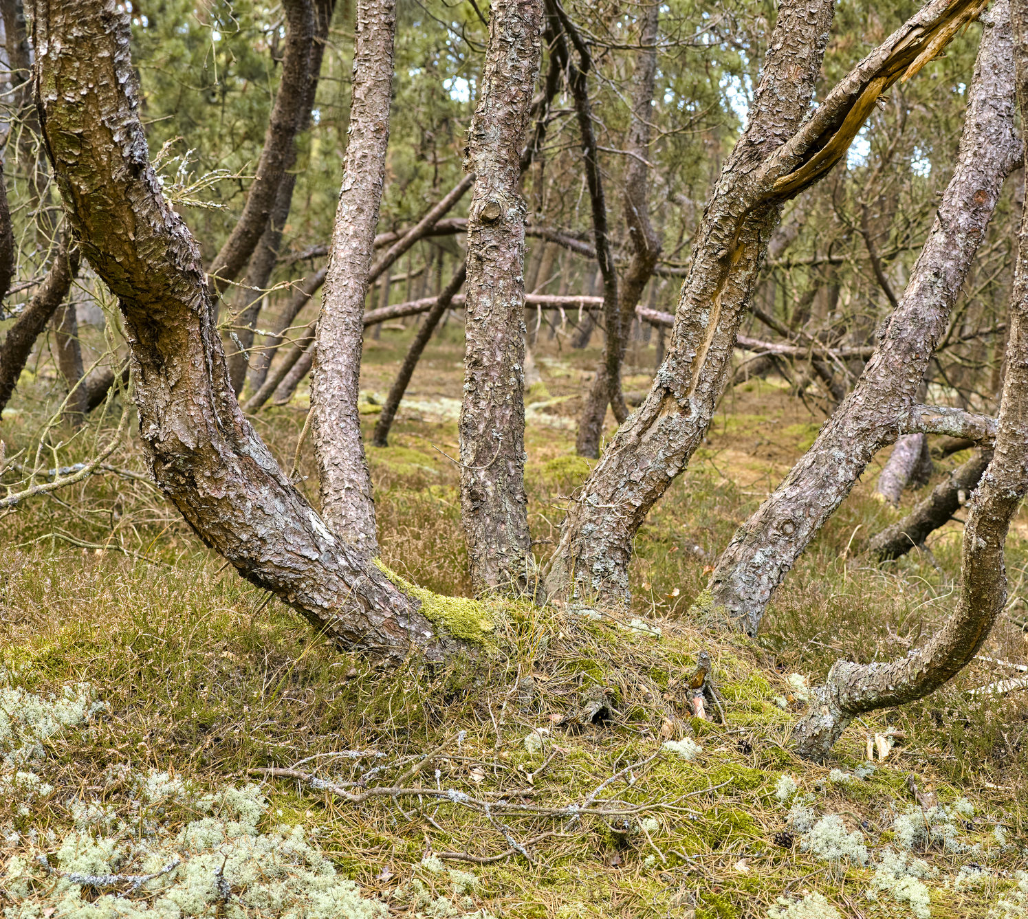 Buy stock photo Nature photos from Denmark