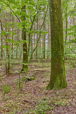 Buy stock photo Nature photos from Denmark