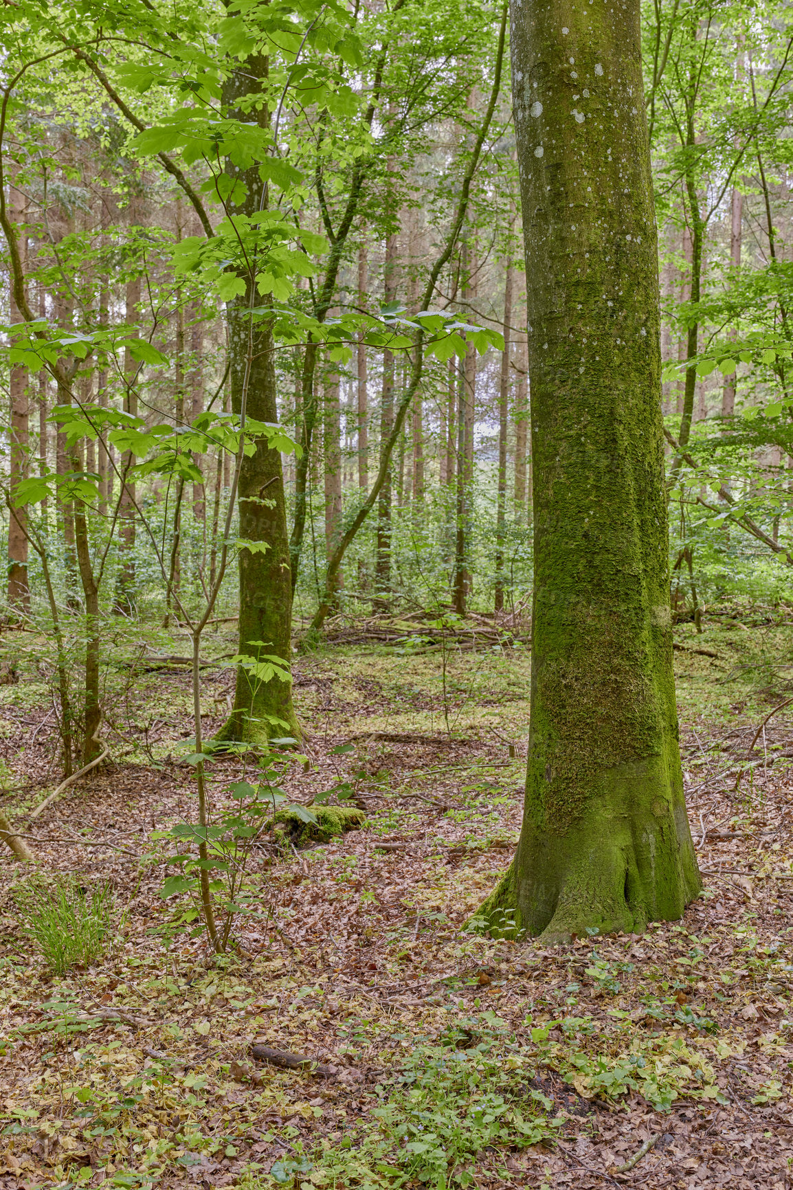 Buy stock photo Nature photos from Denmark