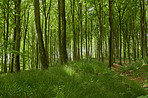 The forest in springtime - Denmark