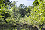 Hardwood forest tree