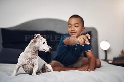 Buy stock photo Dog, child and training on bed for love, game and relationship development in home. Family pet, care and young boy in bedroom for bonding, puppy adoption and attention with trust or learning tricks