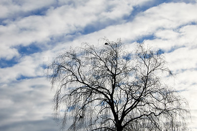 Buy stock photo Winter landscape on a sunny day with blue sky