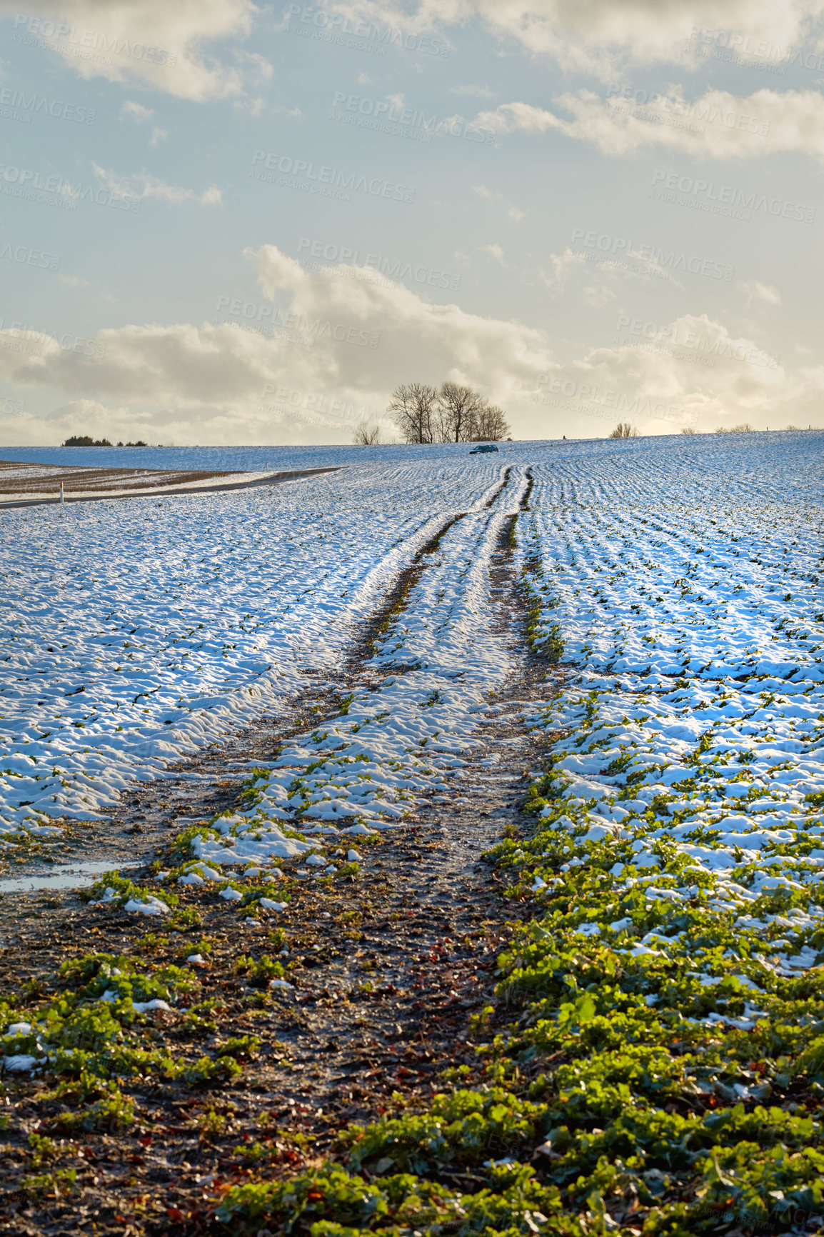 Buy stock photo Nature, farm and snow in field for winter season in countryside, environment and ecosystem outdoor. Natural, agriculture and plants with ice, frost and frozen terrain for cold weather in Denmark
