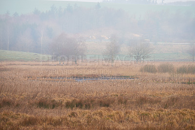 Buy stock photo Landscape view of autumn swamps or mystical marshland with mist or fog in the morning drying due to climate change and global warming. Background of dry grass in a remote, serene countryside or field