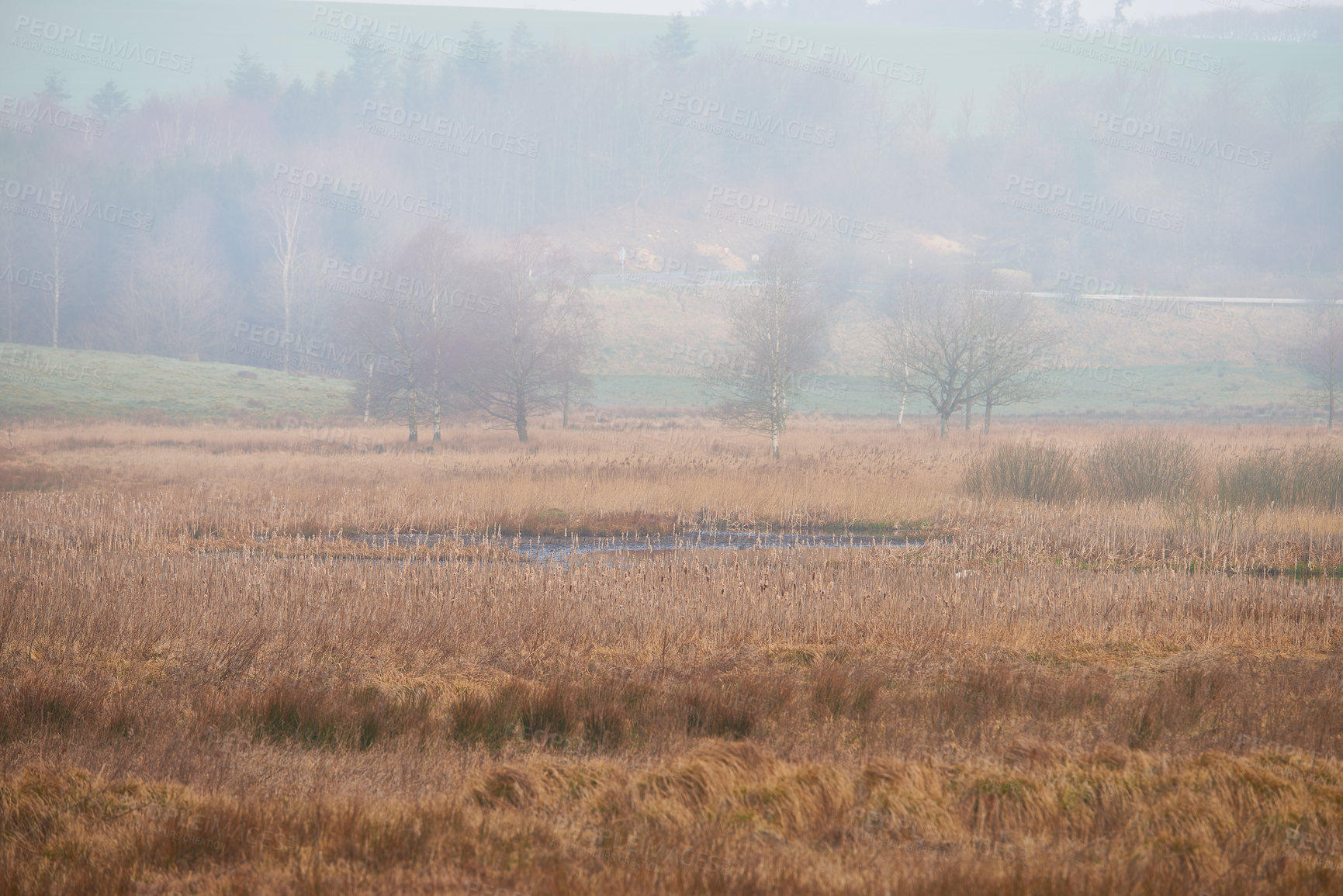 Buy stock photo Landscape view of autumn swamps or mystical marshland with mist or fog in the morning drying due to climate change and global warming. Background of dry grass in a remote, serene countryside or field