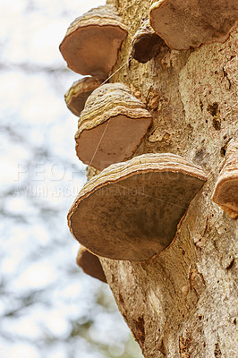 Buy stock photo Closeup from multiple hoof fungus fomes fomentarius growing on an old tree from below with spider webs coiled around. Low angle of rough texture of brown hardwood in a forest with natural ecosystem