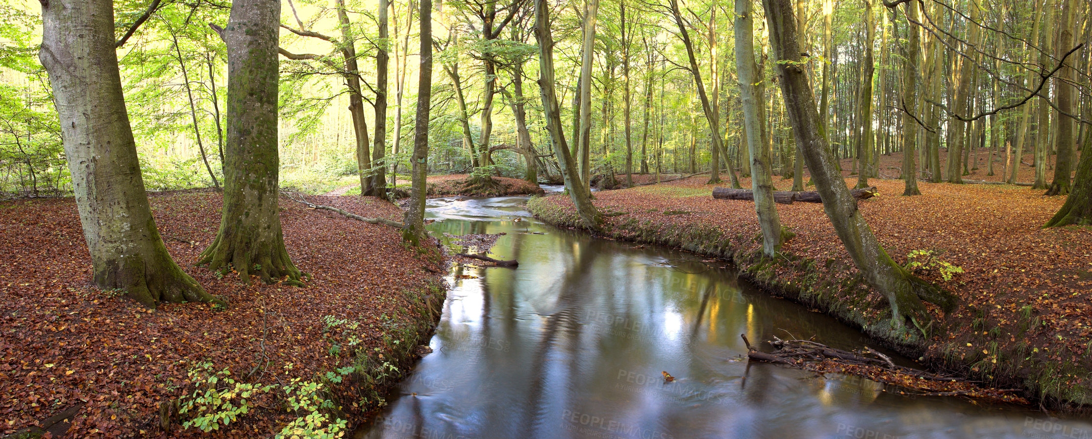 Buy stock photo Tree trunks and a river in a forest with red leaves covering the ground. Scenic landscape of woods in the autumn showing vibrant colors. A background of greenery on a summer day in the wilderness