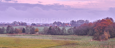 Buy stock photo Rye or wheat grain growing on a remote countryside farm for bread production or export industry. Landscape view of a sustainable local cornfield at sunset with a scenic sky and copy space in a meadow