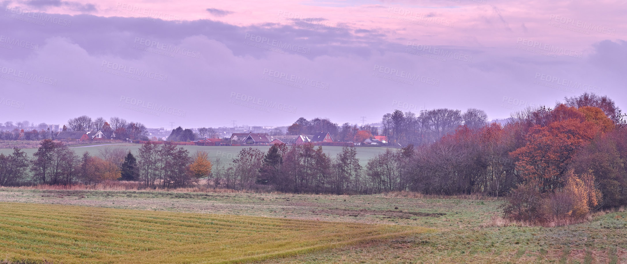 Buy stock photo Rye or wheat grain growing on a remote countryside farm for bread production or export industry. Landscape view of a sustainable local cornfield at sunset with a scenic sky and copy space in a meadow