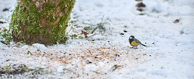 Buy stock photo Supporting and feeding bird life during the winter season as part of nature conservation and protection. Eurasian blue tit standing outside on the snow during an icy and cold morning after snow fall