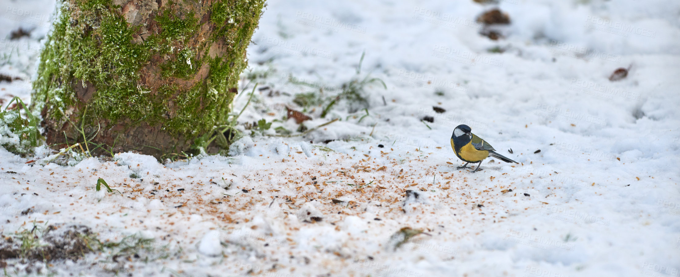 Buy stock photo Supporting and feeding bird life during the winter season as part of nature conservation and protection. Eurasian blue tit standing outside on the snow during an icy and cold morning after snow fall