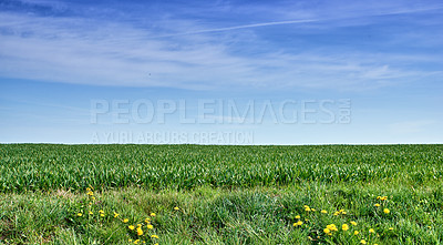 Buy stock photo Green fields and blue sky in spring and early summer