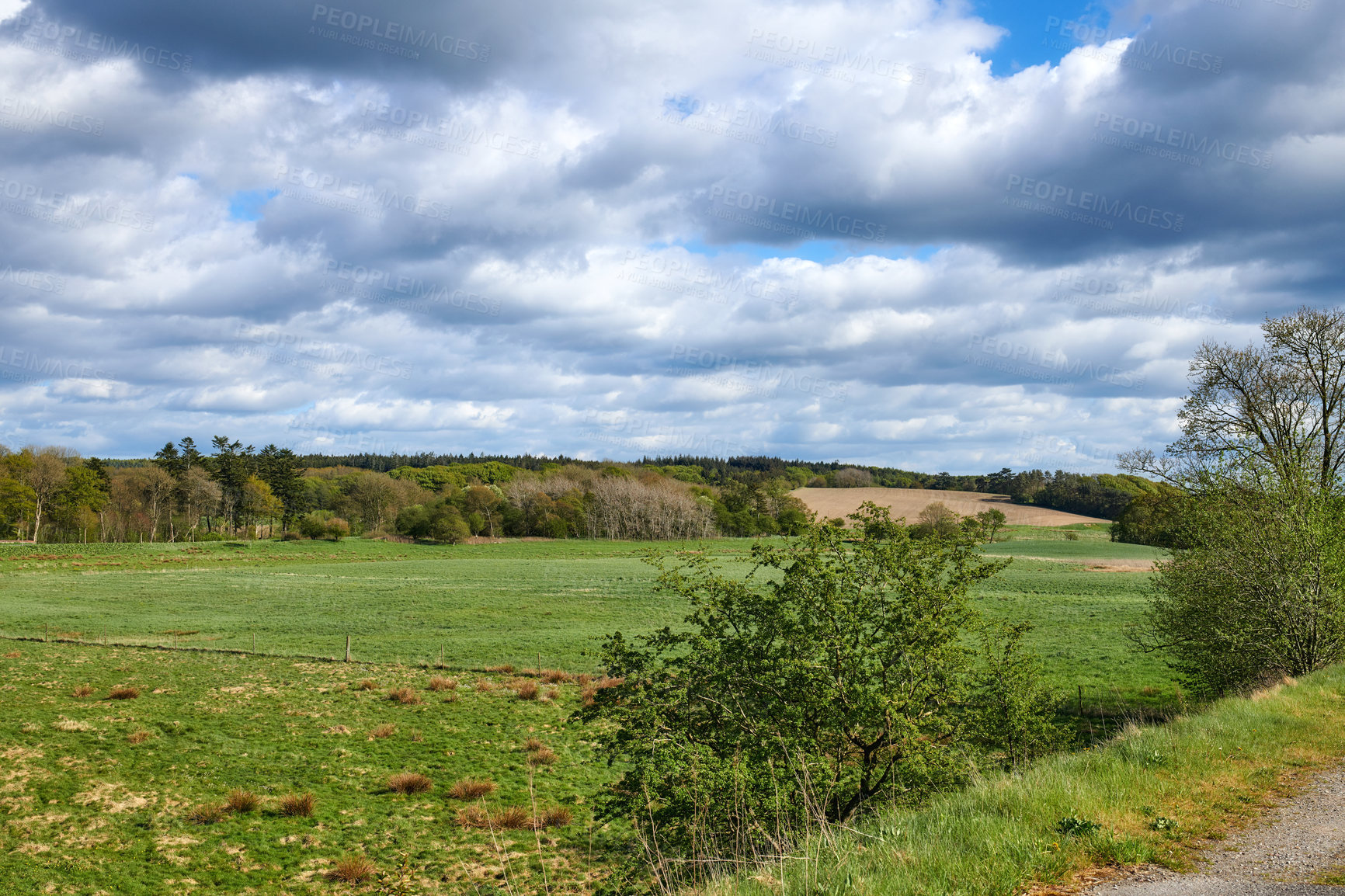 Buy stock photo Beautiful landscape of green grass and bushy trees with a blue sky background on a summer day. Lush pasture or meadow on a spring afternoon with copy space. Peaceful view of the outdoors and nature