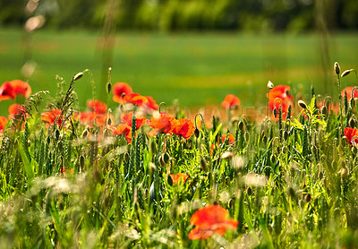 Buy stock photo A  photo of poppies in the countryside in early summer