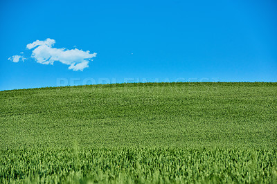 Buy stock photo Farmland in springtime - lots of copy space