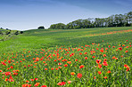 Wheat fields with poppies in early summer