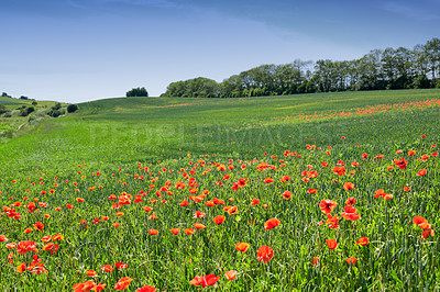 Buy stock photo A  photo of poppies in the countryside in early summer