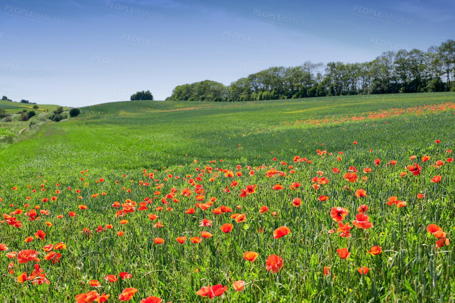 Buy stock photo A  photo of poppies in the countryside in early summer