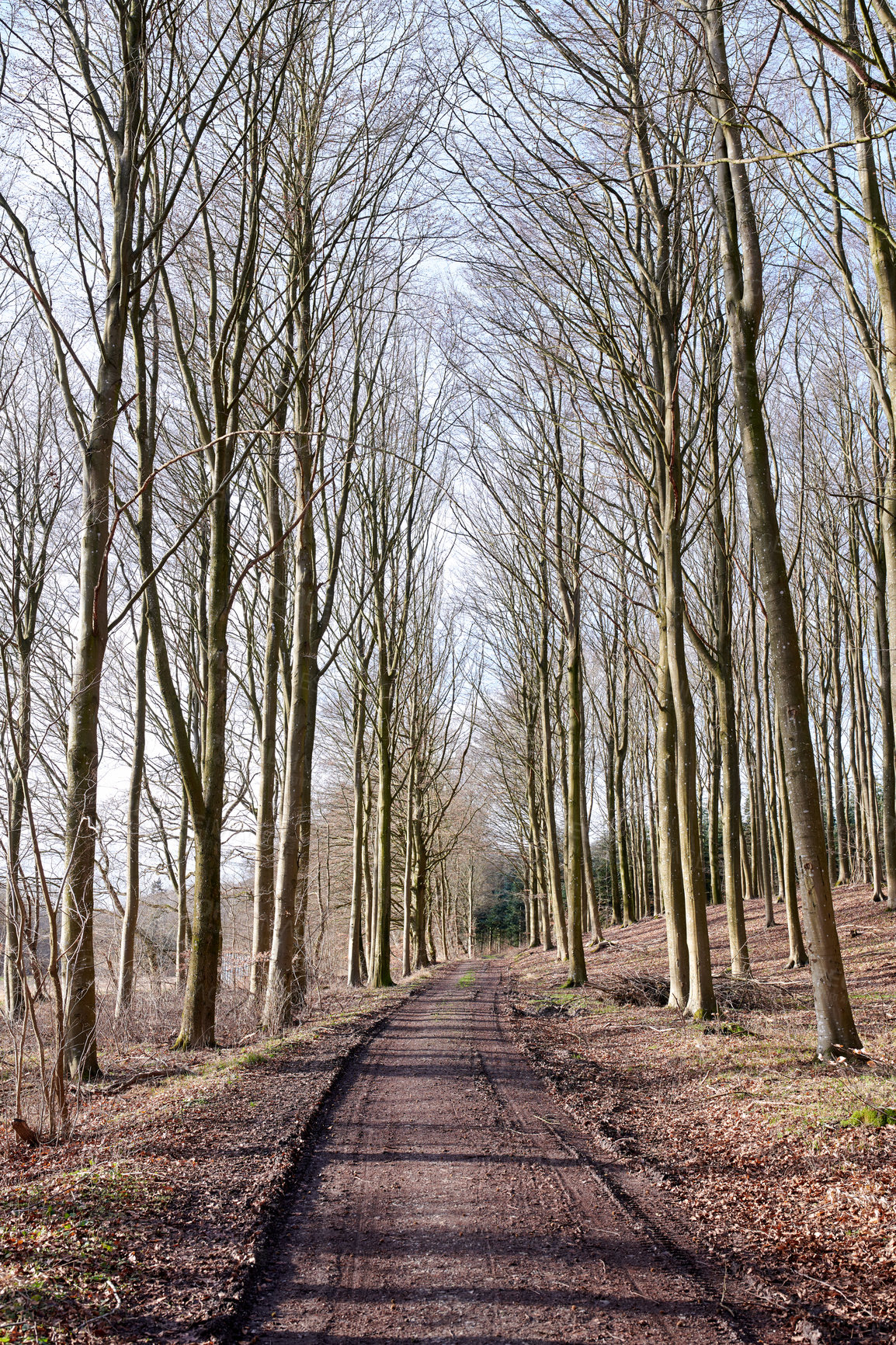 Buy stock photo A path between leafless trees in an autumn forest. Landscape of an open dirt road or hiking trail with tall tree branches at the end of fall season. Mysterious path in nature for adventure walks