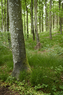 Buy stock photo Environmental nature conservation and reserve of a birch tree forest in a remote woods. Landscape view of hardwood trees and plants growing in a quiet, serene and peaceful countryside with lush flora