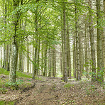 The forest in springtime - Denmark