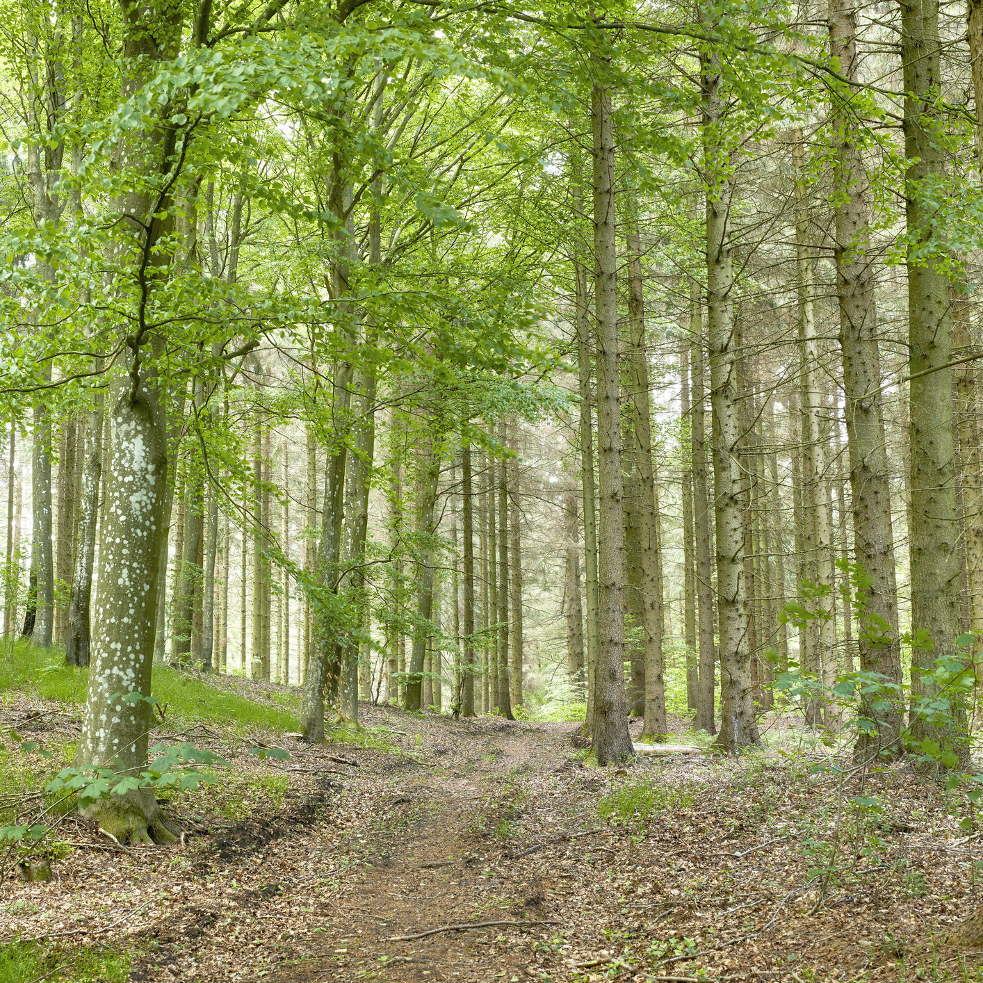 Buy stock photo Wild birch trees growing in a forest with green plants and shrubs. Scenic landscape of tall wooden trunks with lush leaves in nature at spring. Peaceful scenery and magical views in the park or woods