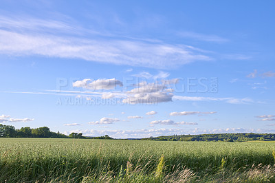 Buy stock photo A  photo of the Danish countryside at summertime