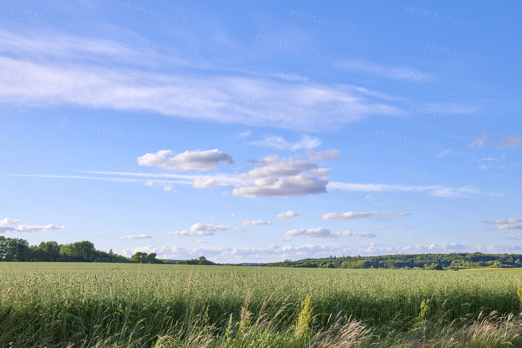 Buy stock photo A  photo of the Danish countryside at summertime