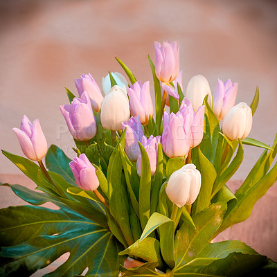 Buy stock photo Beautiful bouquet of pink tulips against a blurred floral background. Pretty flowers as a romantic gesture or for house decoration. Pastel flowering plants with green stem used as ornaments 