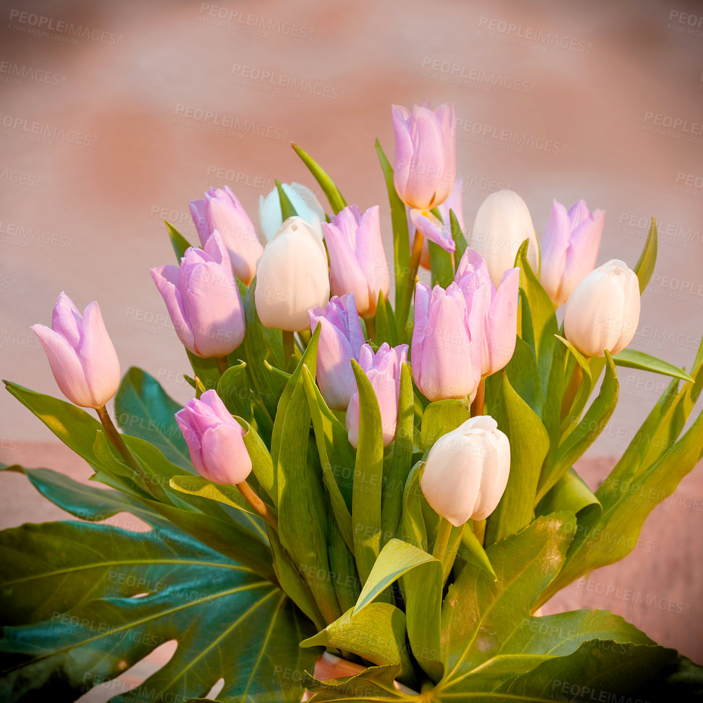 Buy stock photo Beautiful bouquet of pink tulips against a blurred floral background. Pretty flowers as a romantic gesture or for house decoration. Pastel flowering plants with green stem used as ornaments 