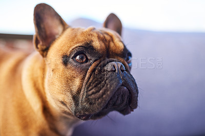 Buy stock photo Shot of an adorable dog at home