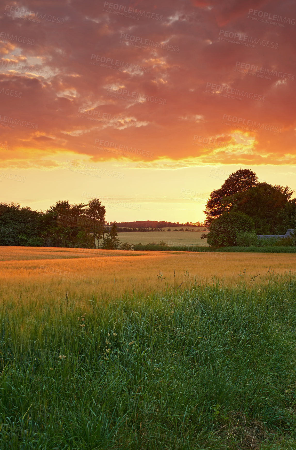 Buy stock photo Scenic landscape of an agriculture and sustainable farm in the harvest season for crops and wheat. Bright and dramatic sky at sunset over an organic green field in the countryside with copyspace. 