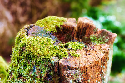 Buy stock photo Closeup of an old, mossy oak trunk in a secluded forest. Chopped down tree stump signifying deforestation and tree felling. Macro details of wood and bark in the wilderness for a nature background