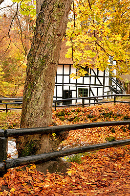 Buy stock photo Vibrant autumn orange tree leaves and small local cottage or residential building in a remote countryside in Norway. Woods with dry, texture foliage in a serene, secluded meadow or nature environment