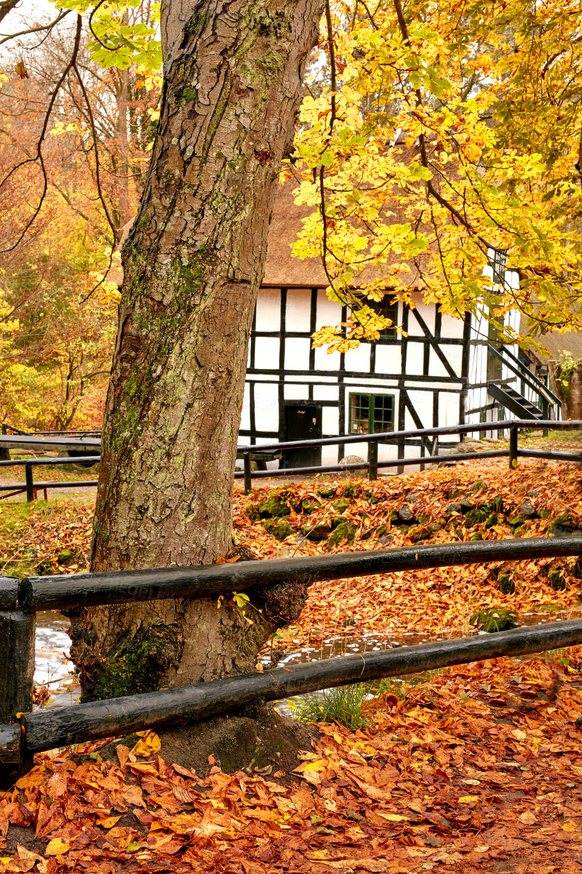 Buy stock photo Vibrant autumn orange tree leaves and small local cottage or residential building in a remote countryside in Norway. Woods with dry, texture foliage in a serene, secluded meadow or nature environment