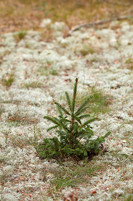 Buy stock photo Pine tree growth, beginning or starting to sprout in dry autumn grass and foliage in fir or cedar forest conservation. Closeup, texture and detail of small plants growing in remote countryside woods