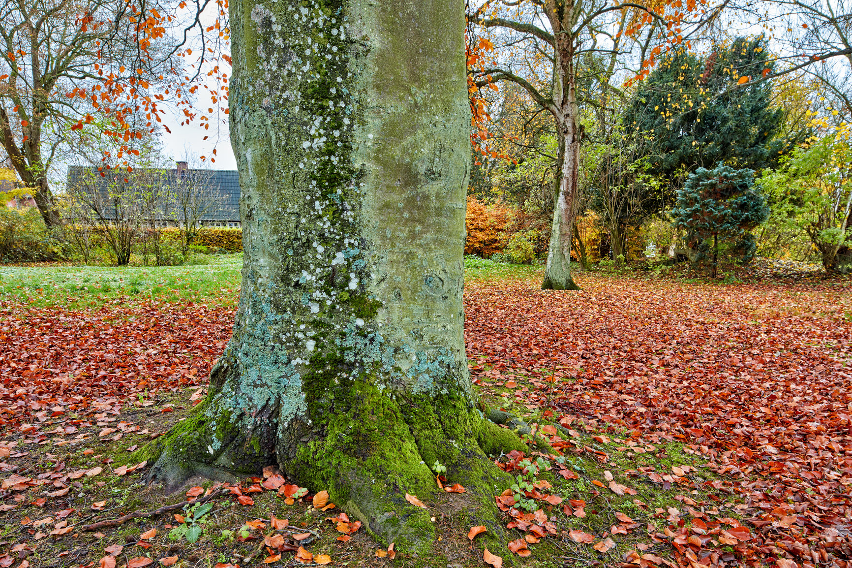 Buy stock photo Closeup of a large, strong and sturdy tree in a forest or public park during autumn. The woods during the fall season. Colourful leaves on the ground surrounding a tree trunk