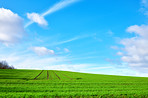 Green fields and blue skies 