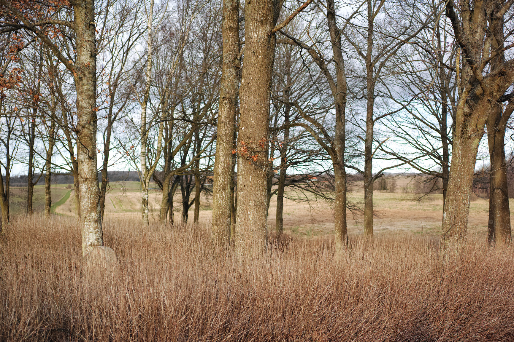 Buy stock photo Autumn leafless trees in a forest on clear day with copy space. Nature landscape of many tree branches in remote nature location. Wild woods with dry grass, leaves and bush in early winter copyspace