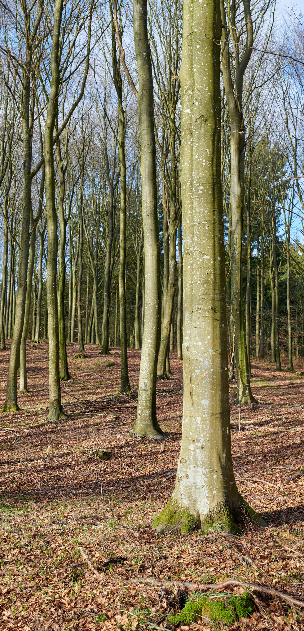 Buy stock photo Leafless trees in a forest in early winter. Nature landscape of many dry trees, branches, and grass in the woods or an eco friendly environment at the end of autumn season