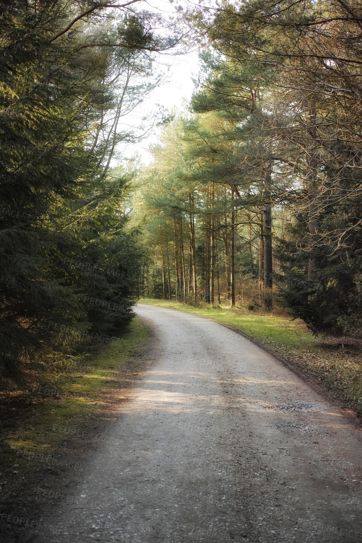 Buy stock photo Lonely gravel road through the woods for a peaceful drive on sunny autumn day. An empty path in the middle of a thick and colourful forest. Tall green trees thriving in their environment in nature 