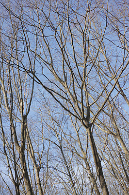 Buy stock photo Bare trees during daytime in autumn or winter with blue sky background. Calm serene and isolate outdoor natural forest found in the peaceful countryside perfect for relaxing views and walks