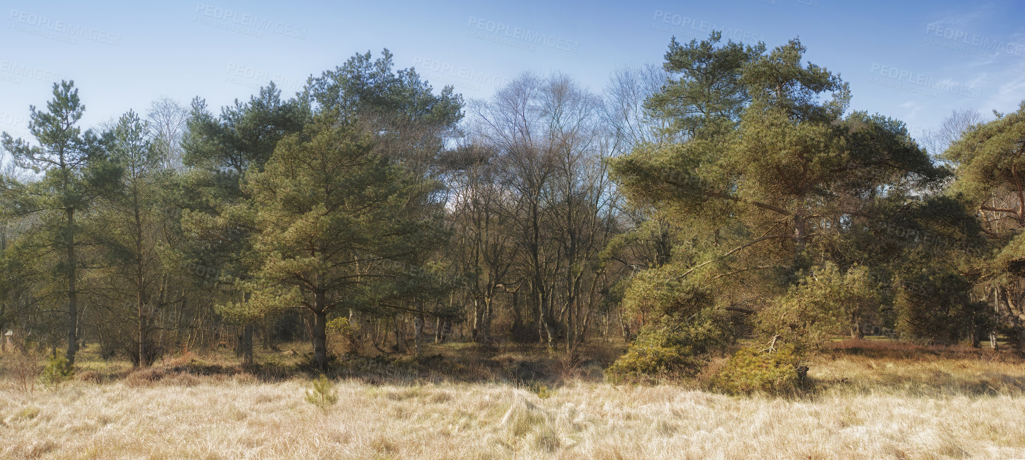 Buy stock photo Landscape copyspace view of a forest in summer. Empty and secluded woods in a nature setting during the day. Hardwood trees in a remote woodland for hiking and exploration in a natural environment