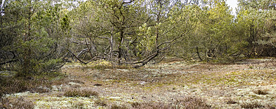 Buy stock photo Bushes of dry and arid trees and plants in a forest. Rural and remote landscape with background of dense and uncultivated land. Weathered and barren shrubs in the wilderness
