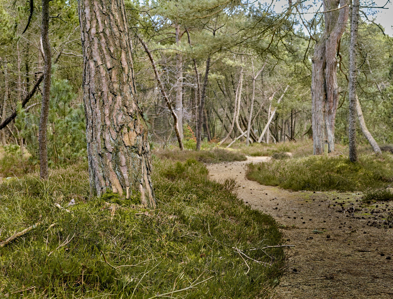 Buy stock photo Uncultivated forest wilderness in Denmark - Odde Natural Park