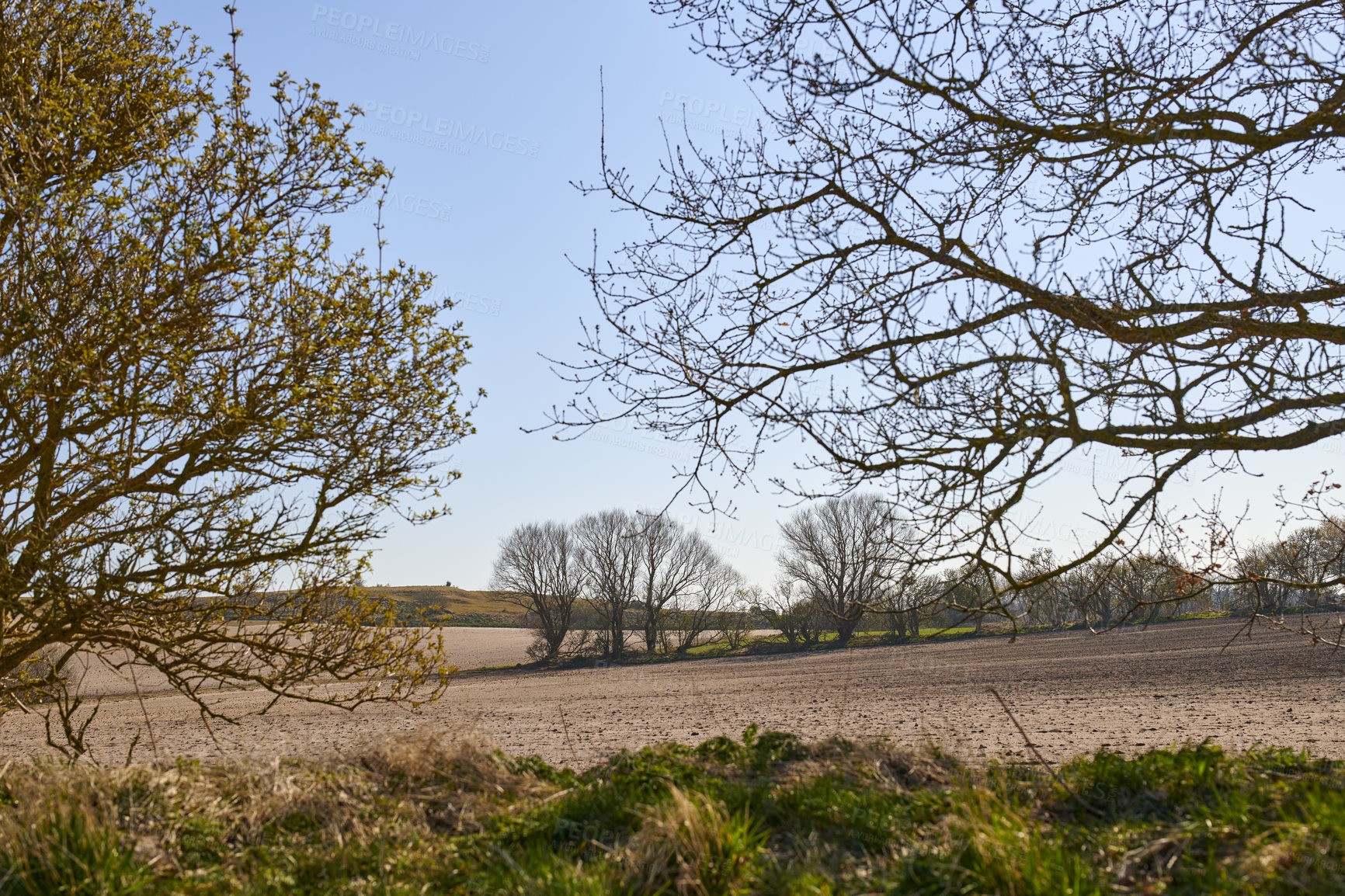 Buy stock photo Landscape of a sustainable farm or meadow with tall trees and a clear blue sky with copyspace. Organic agricultural field with green grass and soil ready for planting during autumn